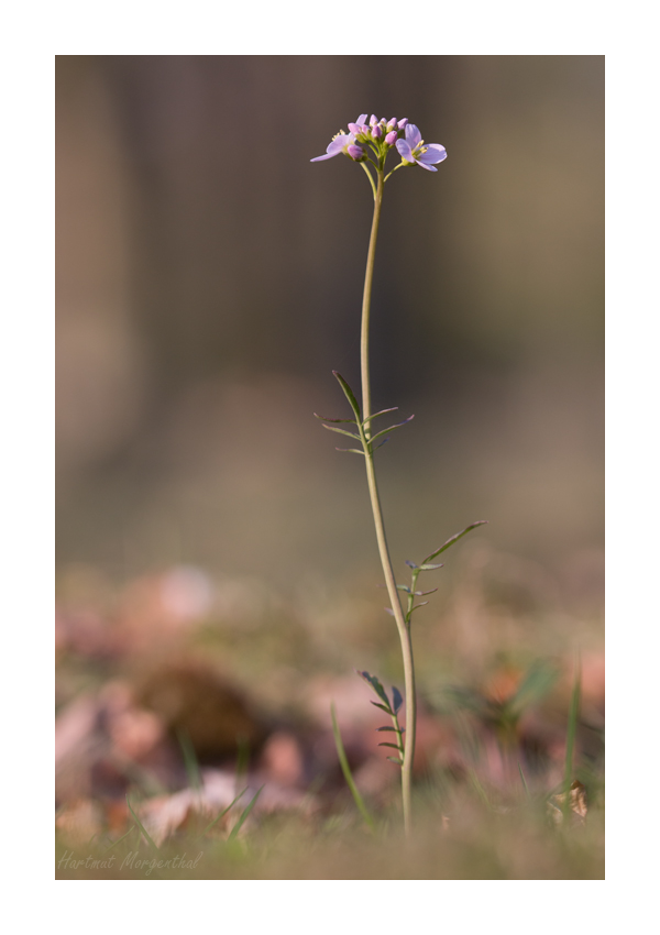 Wiesenschaumkraut