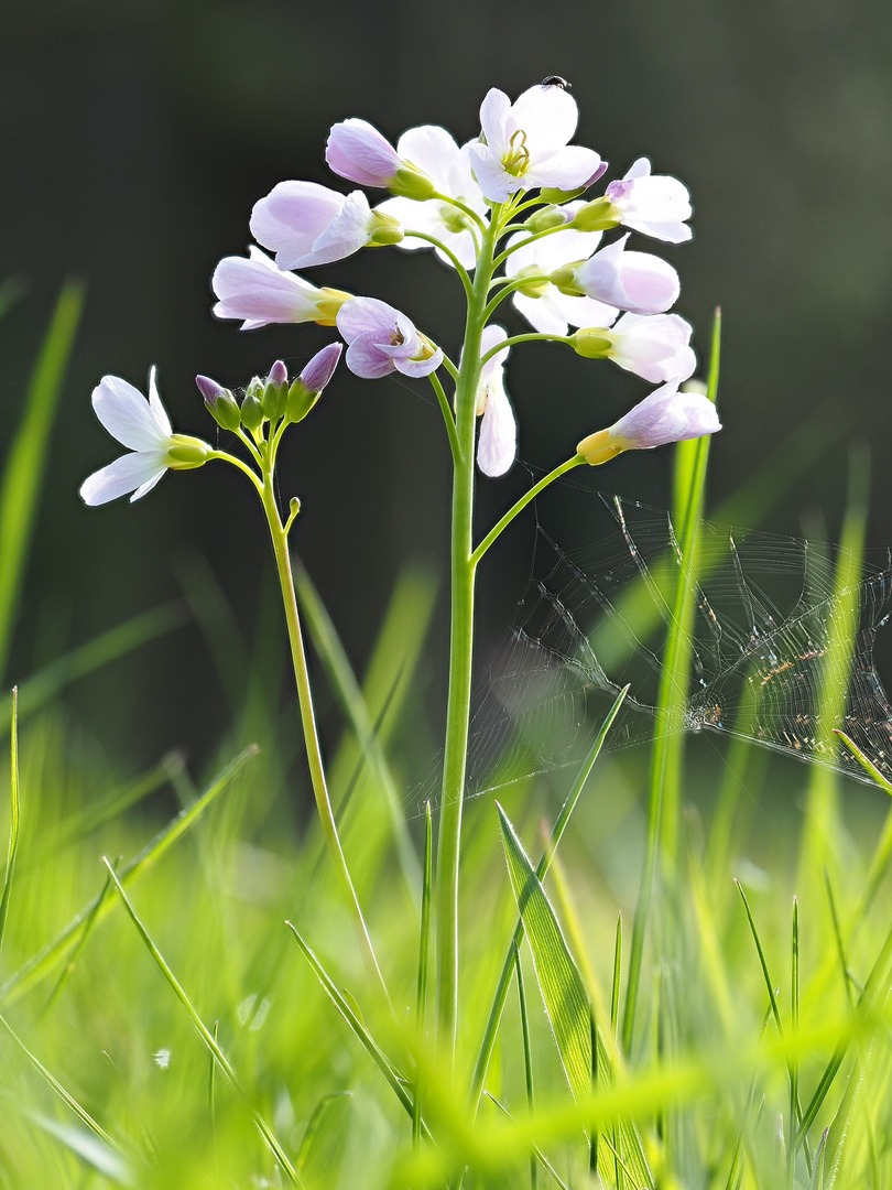 Wiesenschaumkraut