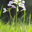 Wiesenschaumkraut