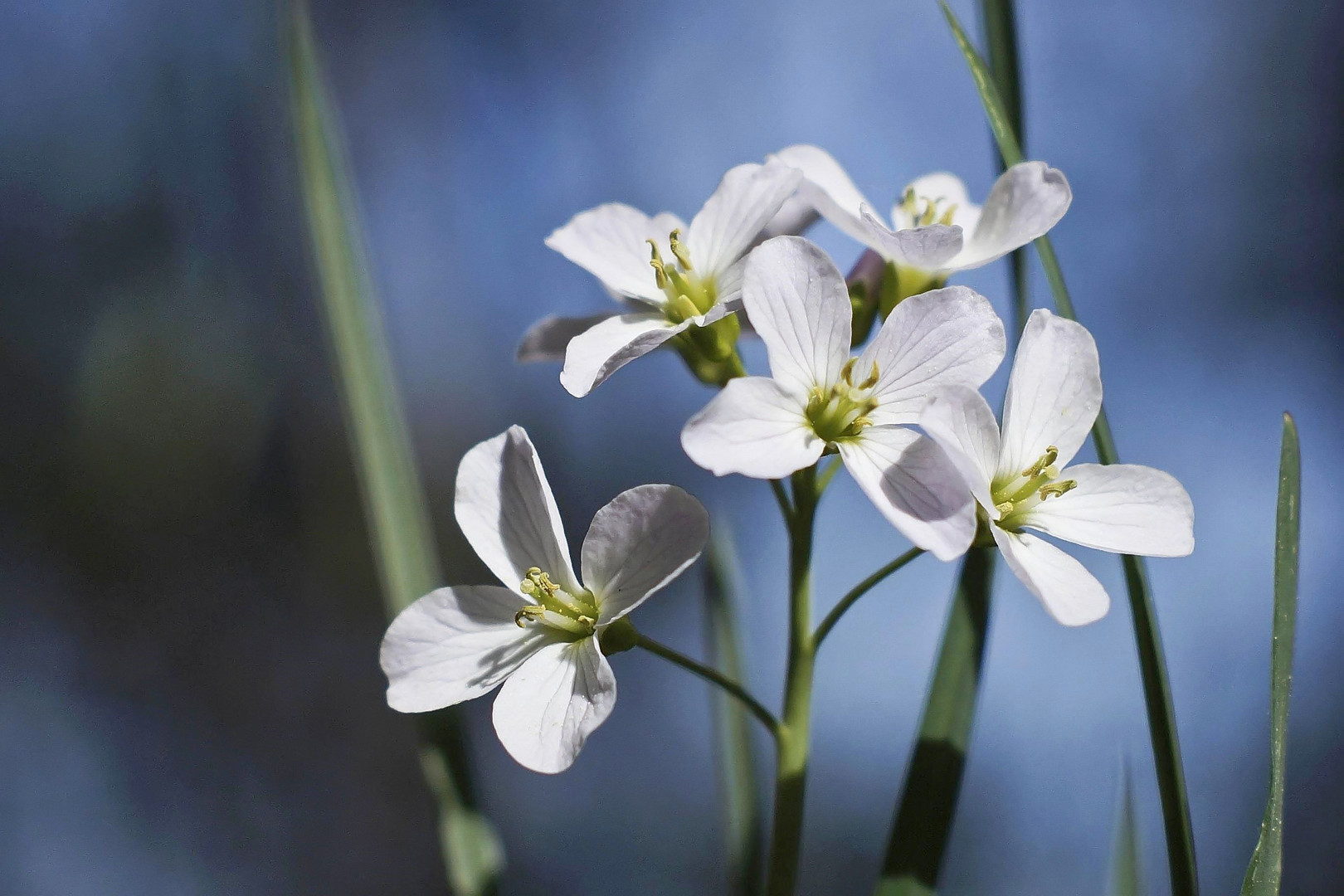 Wiesenschaumkraut