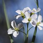 Wiesenschaumkraut