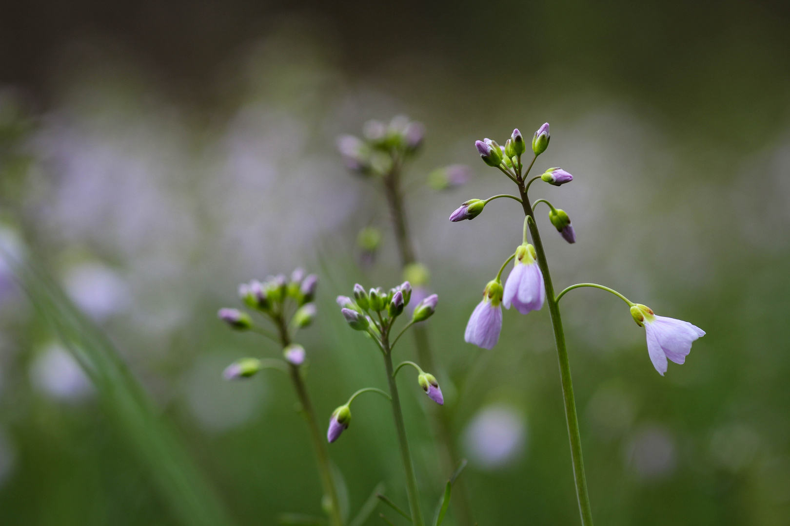 Wiesenschaumkraut