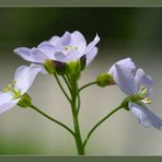 Wiesenschaumkraut