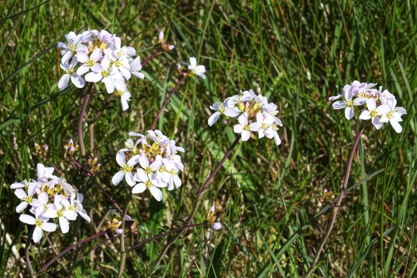 Wiesenschaumkraut