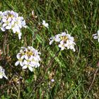 Wiesenschaumkraut