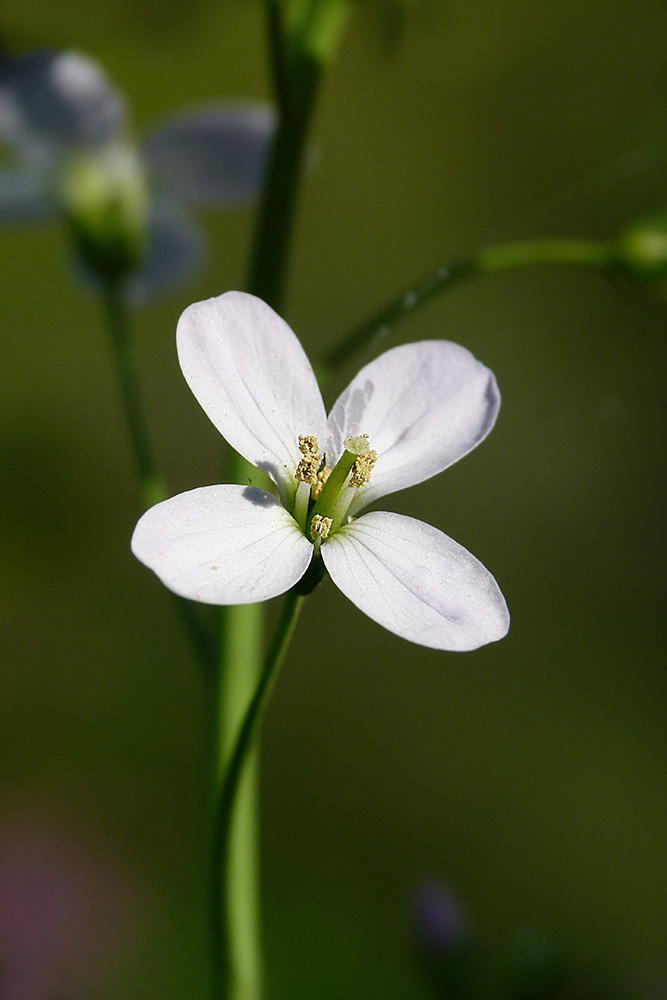 Wiesenschaumkraut