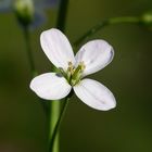 Wiesenschaumkraut