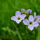 Wiesenschaumkraut