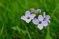 Wiesenschaumkraut