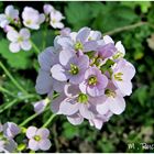 Wiesenschaumkraut ,