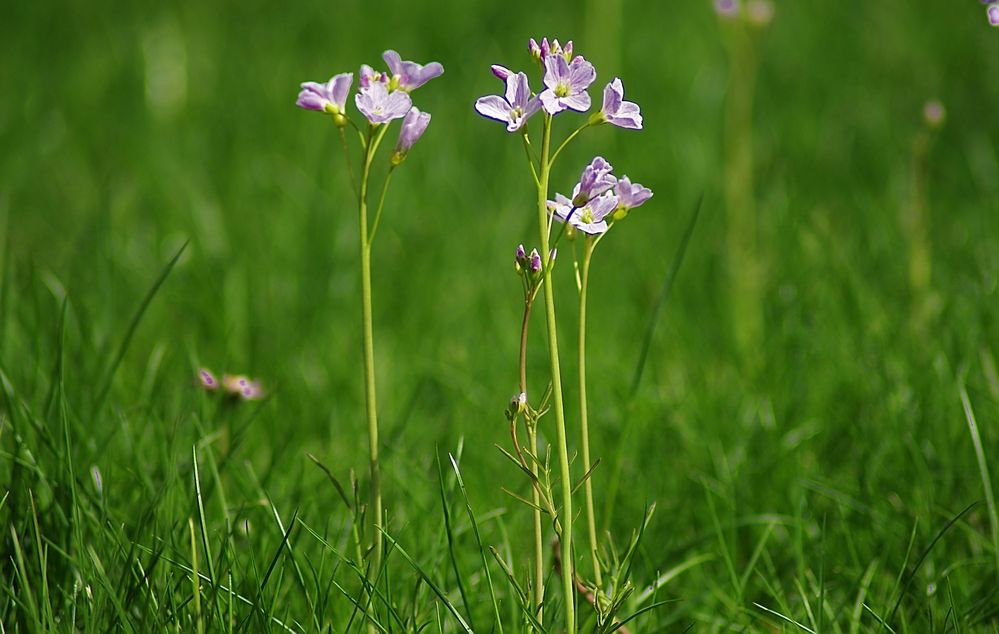 Wiesenschaumkraut