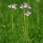 Wiesenschaumkraut