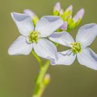 Wiesenschaumkraut