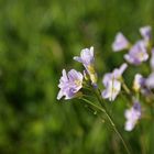 Wiesenschaumkraut