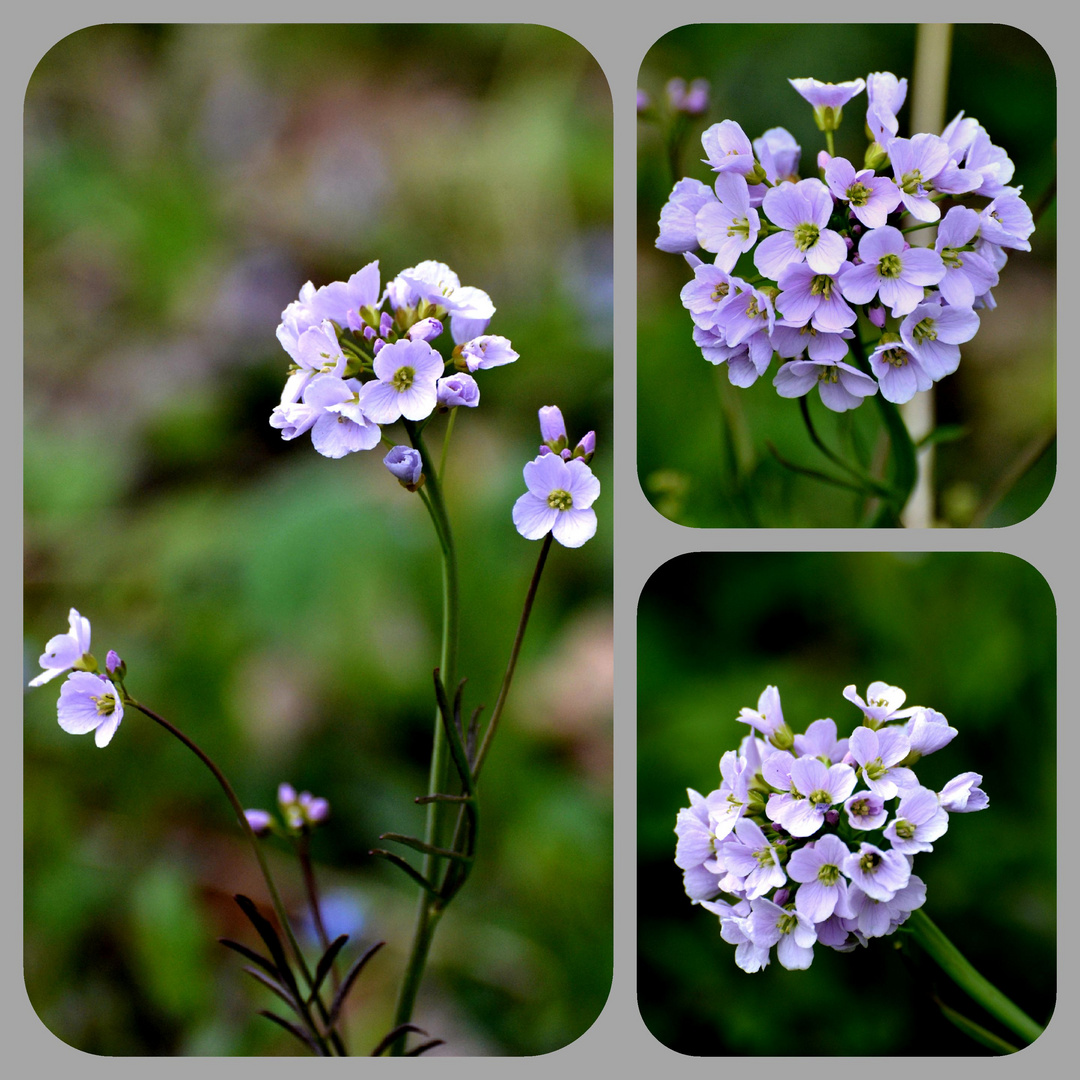 Wiesenschaumkraut