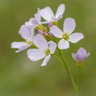 Wiesenschaumkraut