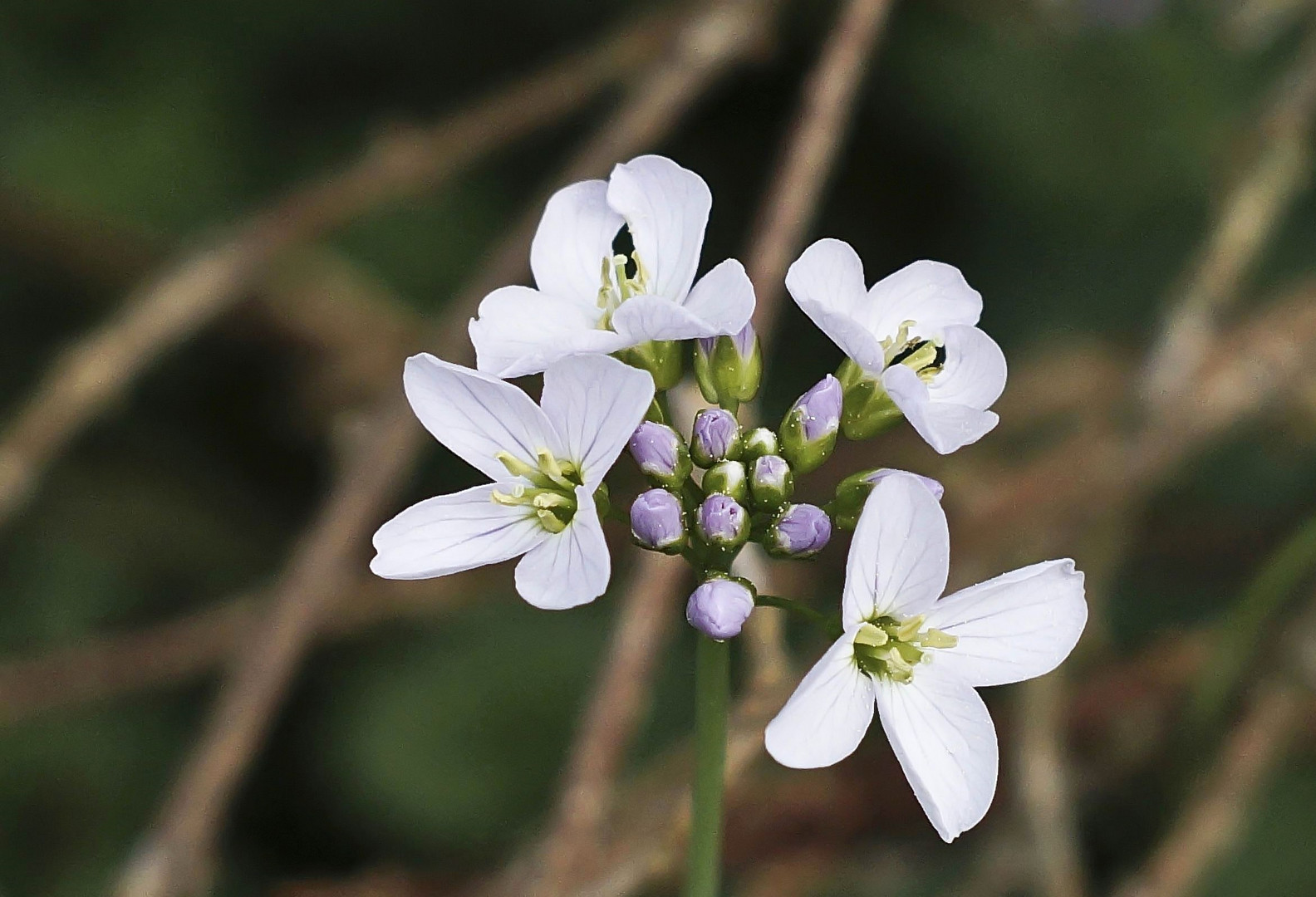 Wiesenschaumkraut 