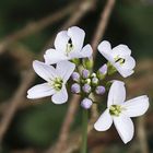 Wiesenschaumkraut 