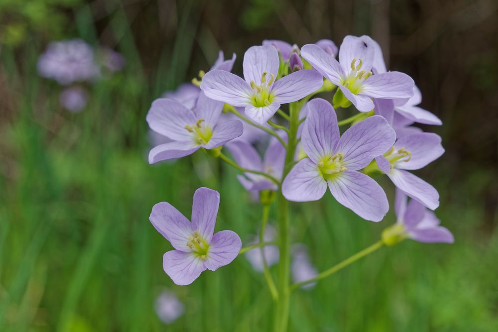 Wiesenschaumkraut