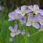 Wiesenschaumkraut