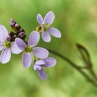 Wiesenschaumkraut