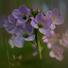 Wiesenschaumkraut