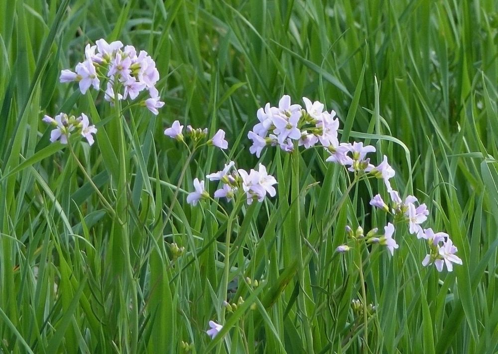 Wiesenschaumkraut....