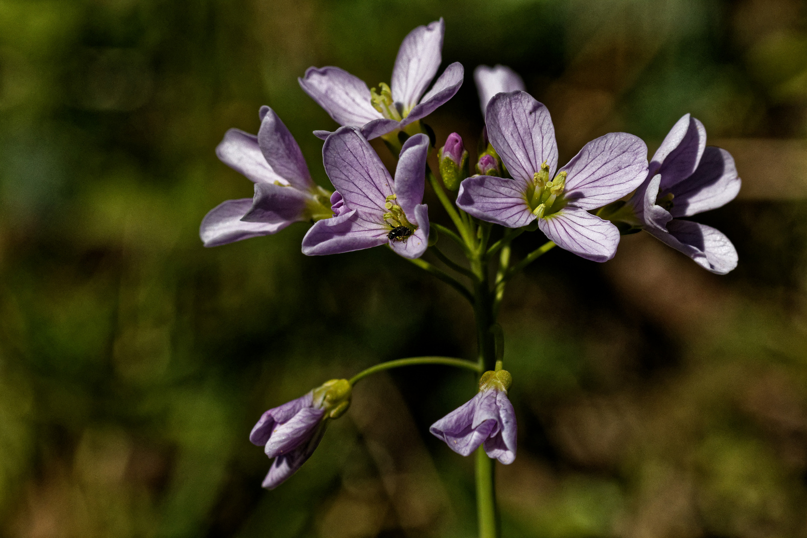 Wiesenschaumkraut