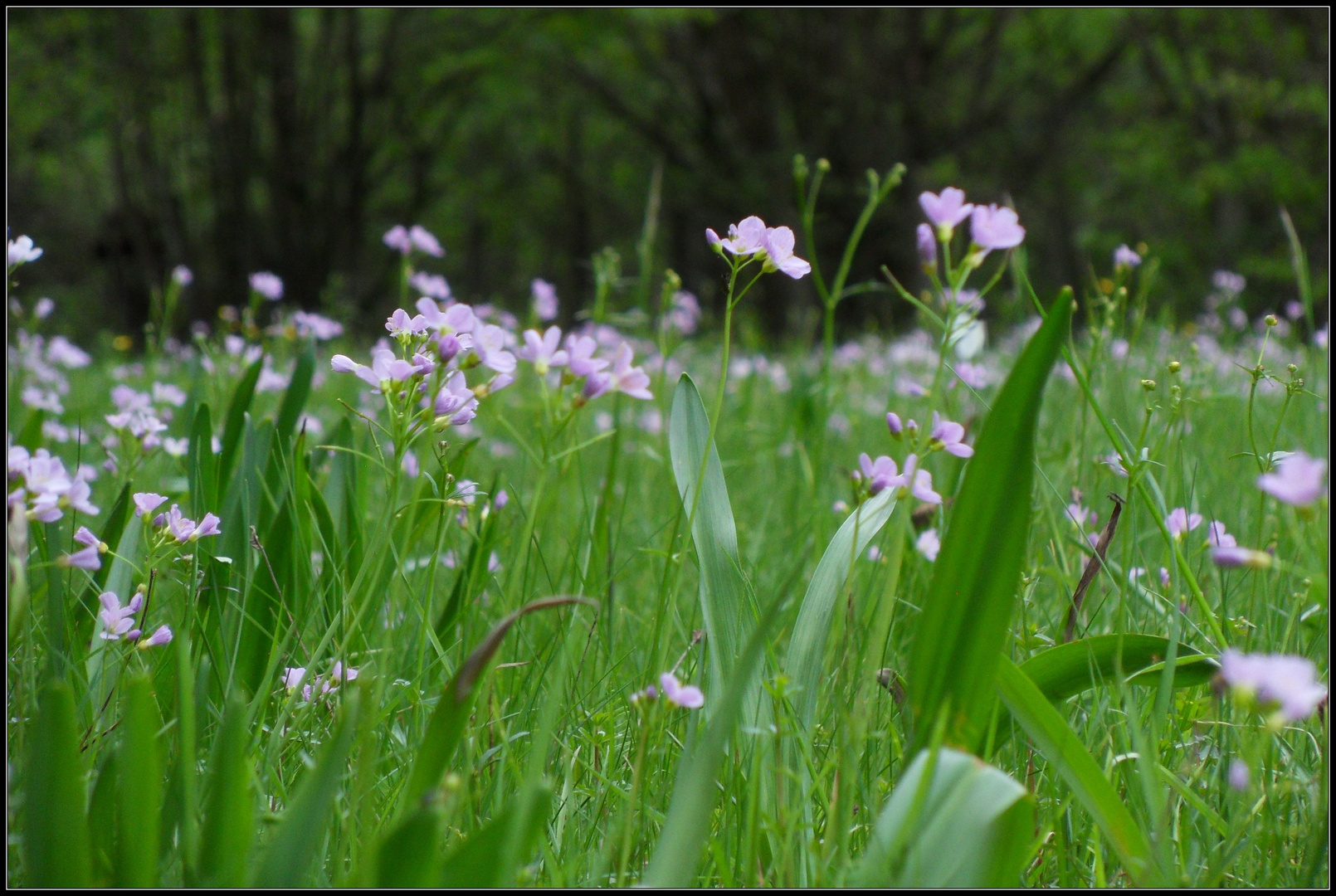 Wiesenschaumkraut