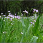 Wiesenschaumkraut