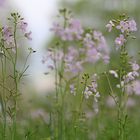 Wiesenschaumkraut