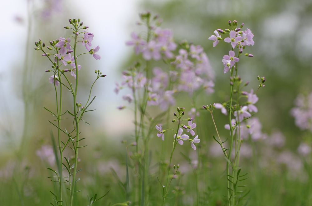 Wiesenschaumkraut