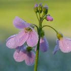 Wiesenschaumkraut