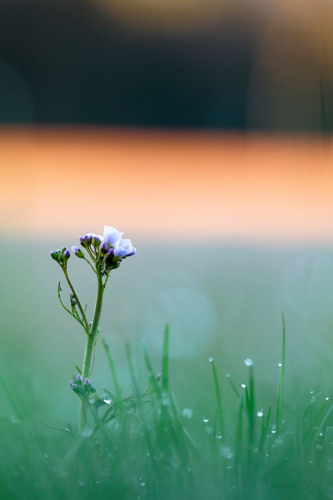 Wiesenschaumkraut