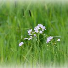 Wiesenschaumkraut