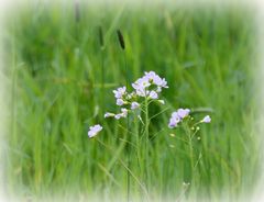 Wiesenschaumkraut