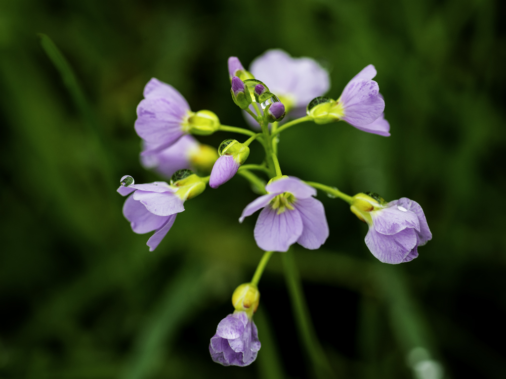 Wiesenschaumkraut