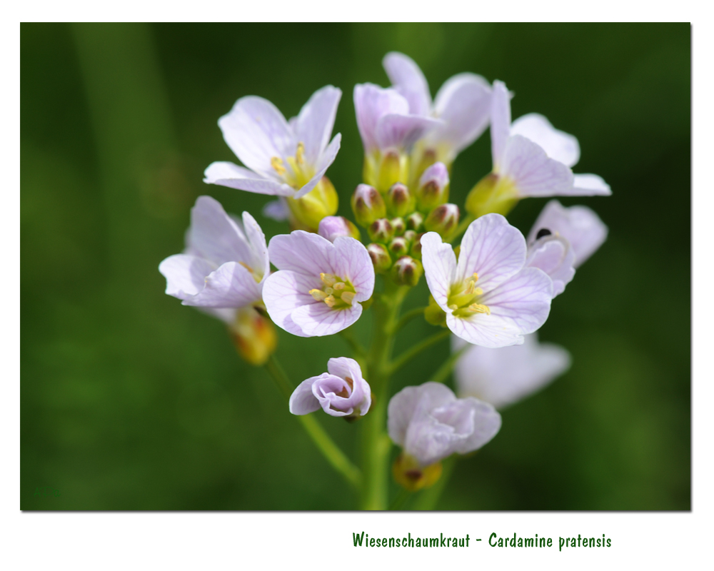 Wiesenschaumkraut