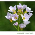 Wiesenschaumkraut