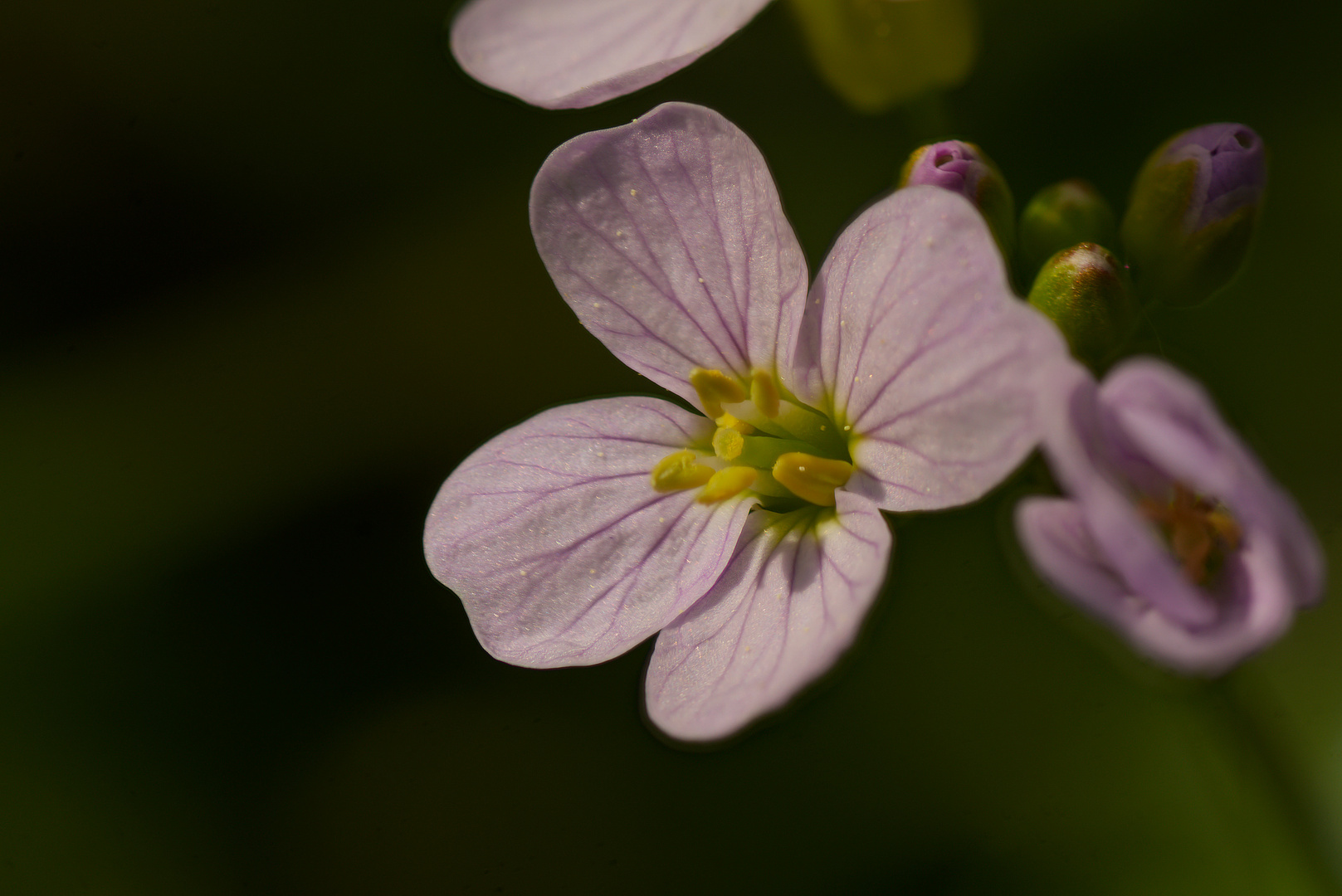 Wiesenschaumkraut