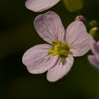 Wiesenschaumkraut