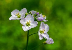 Wiesenschaumkraut