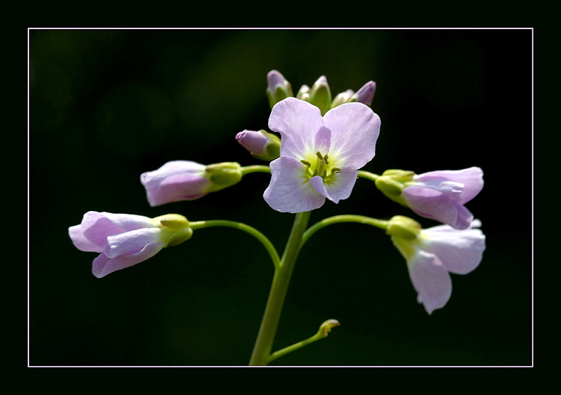 Wiesenschaumkraut