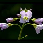 Wiesenschaumkraut