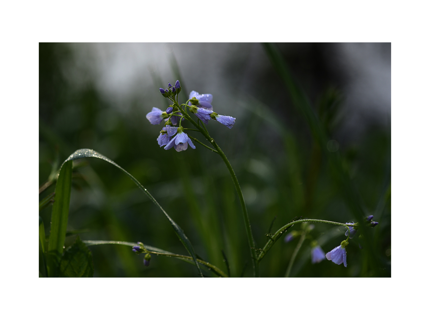 Wiesenschaumkraut