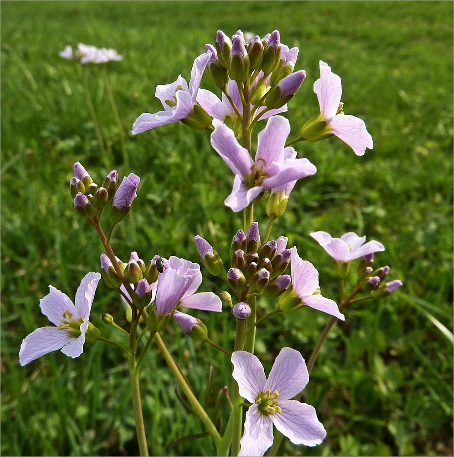 Wiesenschaumkraut