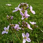 Wiesenschaumkraut