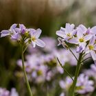 Wiesenschaumkraut