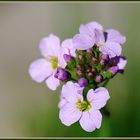 Wiesenschaumkraut.......