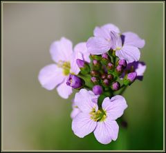 Wiesenschaumkraut.......